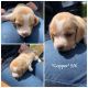 Beagle Puppies for sale in Stafford County, VA, USA. price: NA