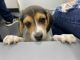 Beagle Puppies for sale in Jacksonville, FL 32258, USA. price: NA