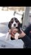 Beagle Puppies for sale in South San Diego, San Diego, CA 92154, USA. price: $900