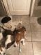 Beagle Puppies for sale in Dinwiddie, VA 23841, USA. price: NA