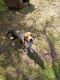 Beagle Puppies for sale in Edgerton, OH 43517, USA. price: NA