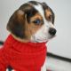 Beagle Puppies for sale in Aurora, IL 60503, USA. price: NA