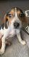 Beagle Puppies for sale in Buford, GA, USA. price: NA