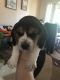 Beagle Puppies for sale in Renton, WA, USA. price: NA