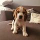 Beagle Puppies for sale in Cameroon Ln, McKinney, TX 75071, USA. price: NA