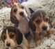 Beagle Puppies for sale in San Francisco, CA, USA. price: $800