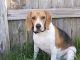 Beagle Puppies for sale in Baytown, TX, USA. price: NA