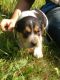 Beagle Puppies for sale in Brevard, NC 28712, USA. price: NA