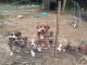 Beagle Puppies for sale in Keysville, VA 23947, USA. price: $50
