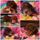 Beagle Puppies for sale in Bartow, FL, USA. price: $550