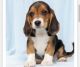 Beagle Puppies for sale in New Fairfield, CT 06812, USA. price: $1,000