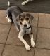 Beagle Puppies for sale in Surprise, AZ, USA. price: $350