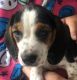 Beagle Puppies for sale in Laurel Springs, NJ 08021, USA. price: $800