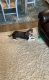 Beagle Puppies for sale in Surprise, AZ, USA. price: $100