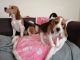 Beagle Puppies for sale in California Rd, Shieldhill, Falkirk FK1, UK. price: 300 GBP
