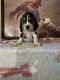 Beagle Puppies for sale in Winton, CA 95388, USA. price: $1,200