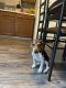 Beagle Puppies for sale in Dayton, OH, USA. price: NA