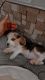 Beagle Puppies for sale in Delhi Cantonment, New Delhi, Delhi, India. price: 25000 INR