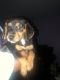 Beagle Puppies for sale in Greenbelt, MD, USA. price: $550