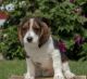 Beagle Puppies for sale in Wilkes-Barre, PA, USA. price: $500