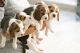 Beagle Puppies for sale in Dallas, TX, USA. price: $750