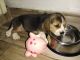 Beagle Puppies for sale in Greater Noida, Uttar Pradesh, India. price: 20000 INR