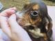 Beagle Puppies for sale in Bartow, FL, USA. price: NA