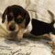 Beagle Puppies for sale in Bartow, FL, USA. price: $550