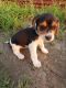 Beagle Puppies for sale in Nelson, MO, USA. price: $175