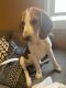 Beagle Puppies for sale in Union, NJ, USA. price: $650