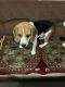 Beagle Puppies for sale in Malad, Malad West, Mumbai, Maharashtra, India. price: 25000 INR