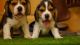 Beagle Puppies for sale in Karaikal, Puducherry, India. price: 27000 INR