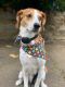 Beagle-Harrier Puppies for sale in Herndon, VA 20171, USA. price: $99