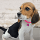 Beagle-Harrier Puppies for sale in New York, NY, USA. price: NA