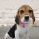 Beagle-Harrier Puppies for sale in Indianapolis, IN, USA. price: NA