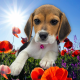 Beagle-Harrier Puppies for sale in Pennsylvania Station, 4 Pennsylvania Plaza, New York, NY 10001, USA. price: $2,900