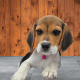 Beagle-Harrier Puppies for sale in 850 S 1, Ronkonkoma, NY 11779, USA. price: $2,900