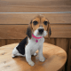 Beagle-Harrier Puppies