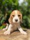 Beagle-Harrier Puppies for sale in California City, CA, USA. price: NA