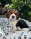 Beagle-Harrier Puppies for sale in California City, CA, USA. price: NA