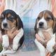 Beagle-Harrier Puppies