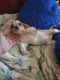 Beaglier Puppies for sale in Badin, NC 28009, USA. price: NA