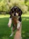 Beaglier Puppies for sale in Millersburg, OH 44654, USA. price: NA