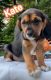 Beaglier Puppies for sale in Mansfield, MA 02048, USA. price: $1,900