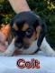 Beaglier Puppies for sale in Mansfield, MA 02048, USA. price: $1,850