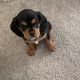 Beaglier Puppies for sale in Toms River, NJ, USA. price: $3,000