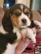 Beaglier Puppies for sale in Sweet Home, OR, USA. price: $1,200