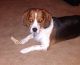Beaglier Puppies for sale in Akron, OH, USA. price: $200