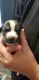 Beaglier Puppies for sale in West Jordan, UT, USA. price: NA