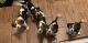 Beaglier Puppies for sale in Sebring, FL 33875, USA. price: $1,500